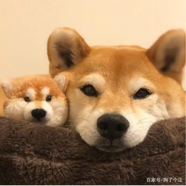 TY小葡萄