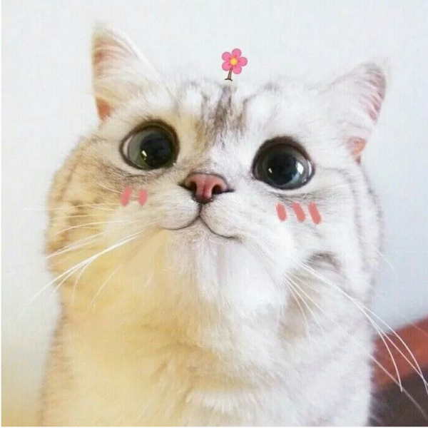monoipurrrr