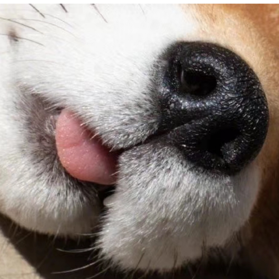 梁猫啊