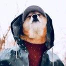 为愚