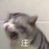 橘子罐头nice