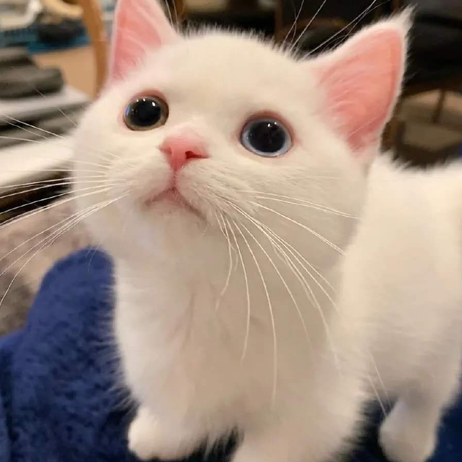 小可爱