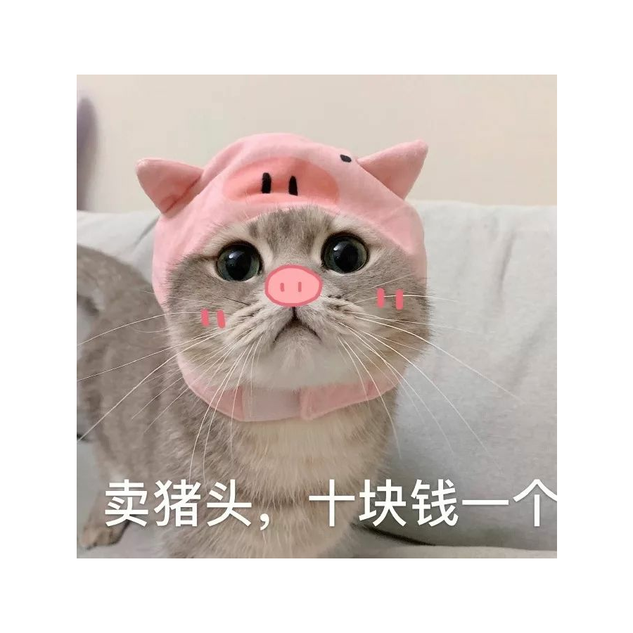 一只猪