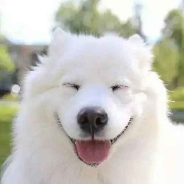 呵呵哒
