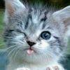 天上飞小猪☜T^T