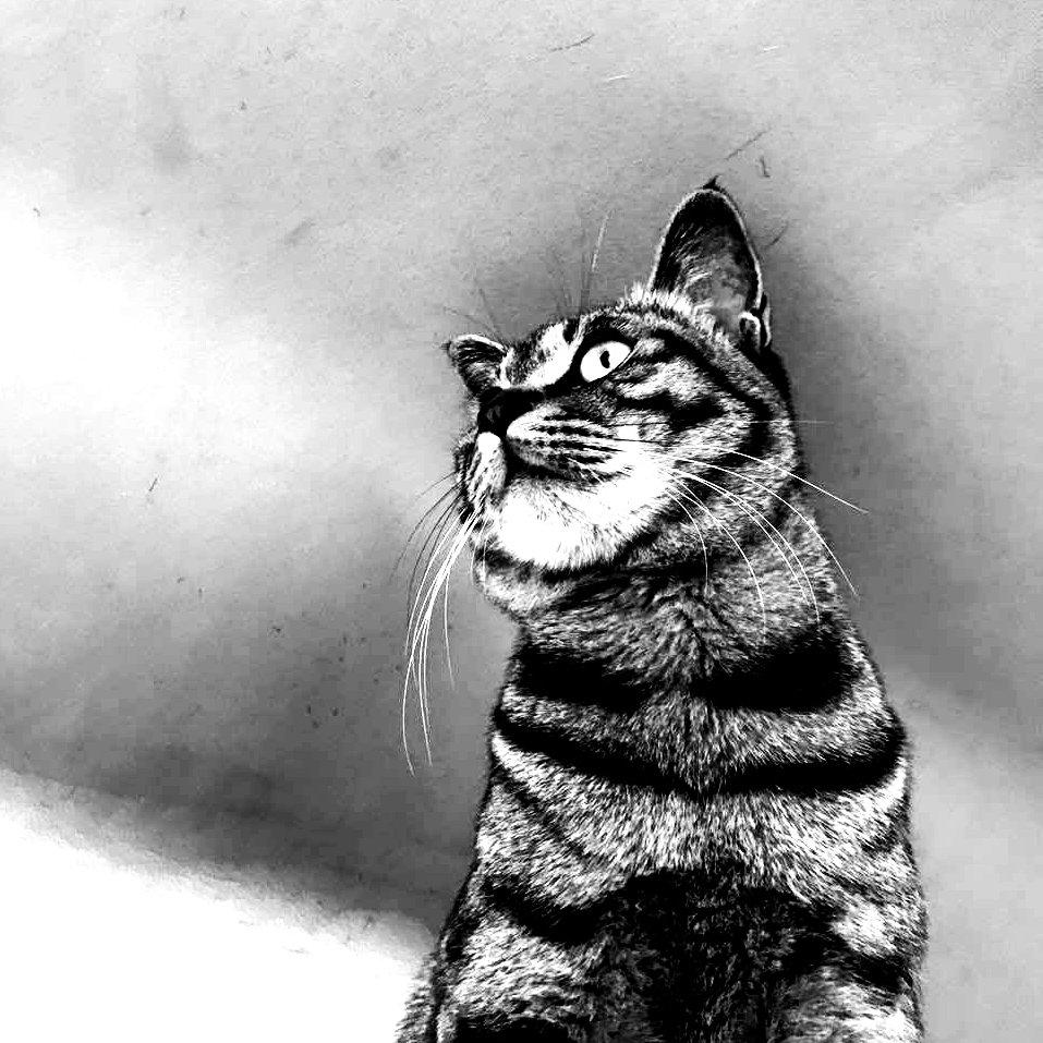 酒瘾猫.