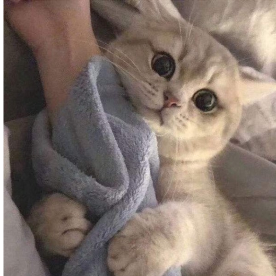 白白