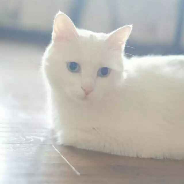 我只在乎你