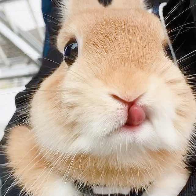 PINKURUKIA🍓🐰