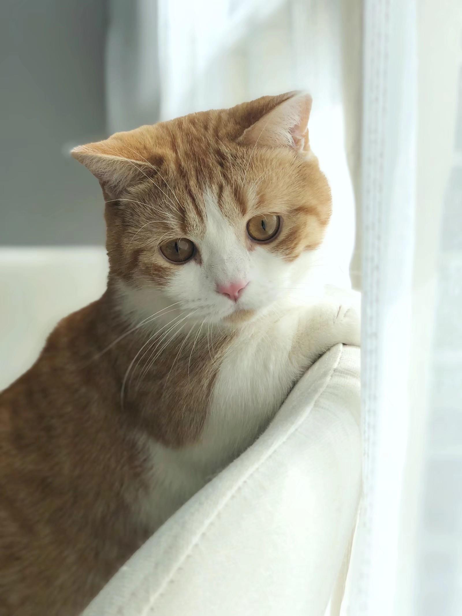 橘皮猫炖汤