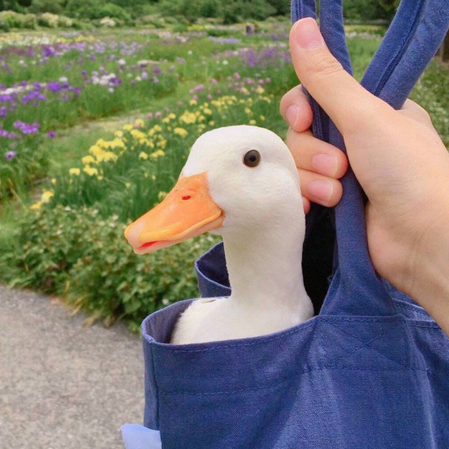 十二