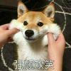 初一十五