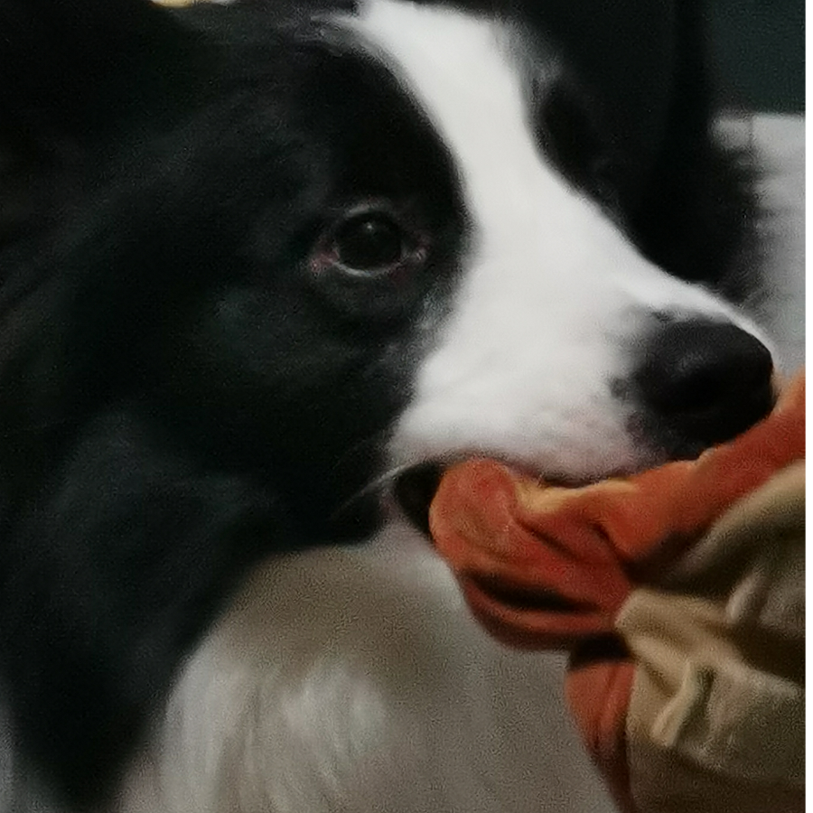 奶茶鸽子🕊🕊🕊