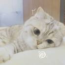 🌼 Çandice