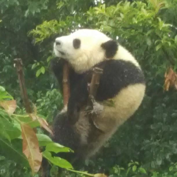 火狮烈虓