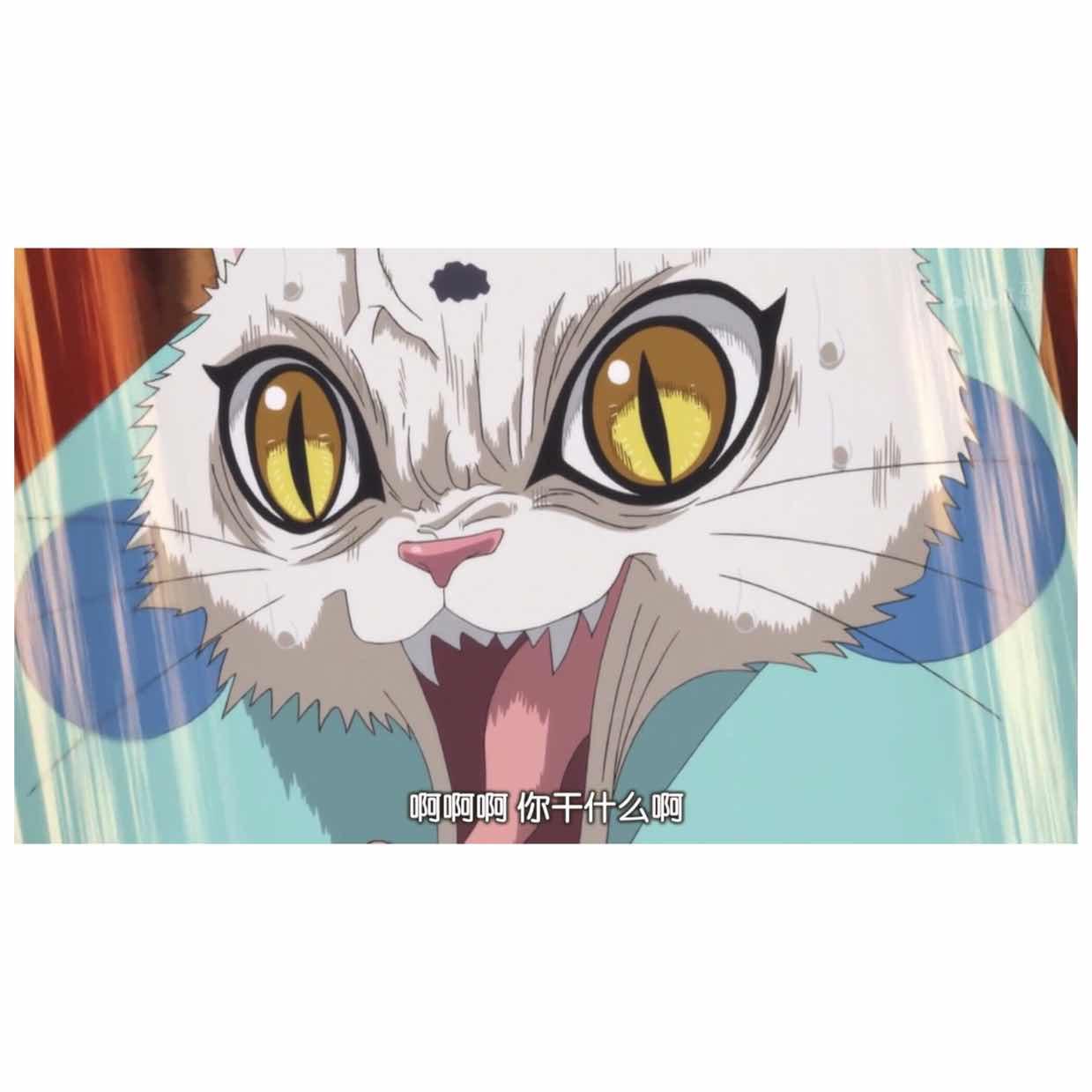 有多余的猫粮吗？