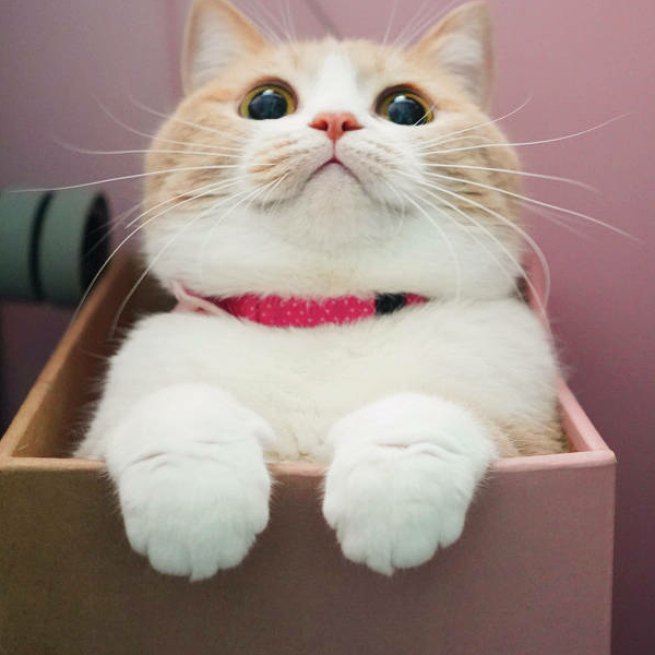 盒子里的猫！