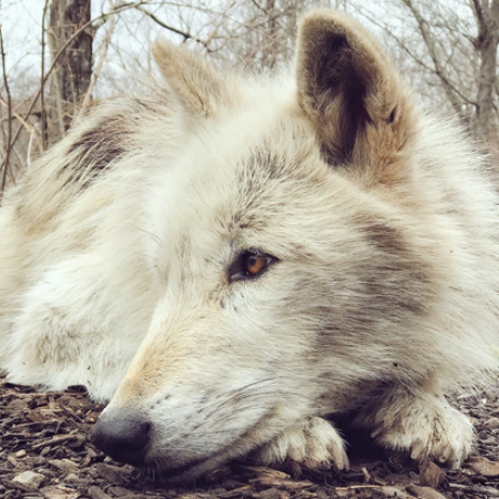DZ_WOLXY