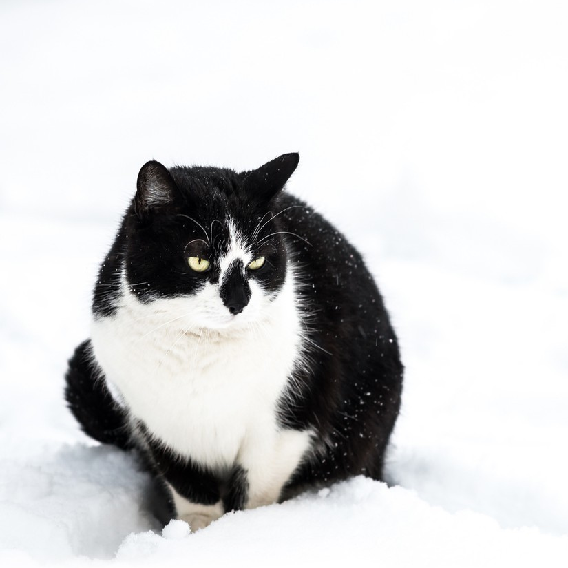 灰拖鞋( ఠൠఠ )