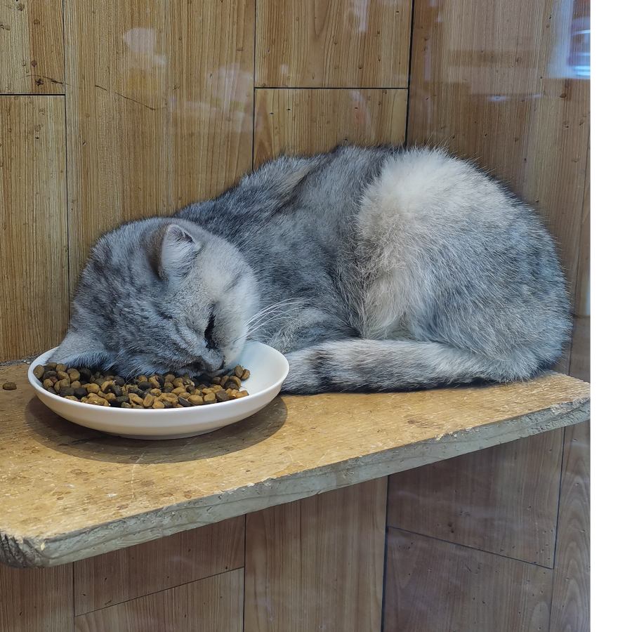 铁蛋是一坨猫