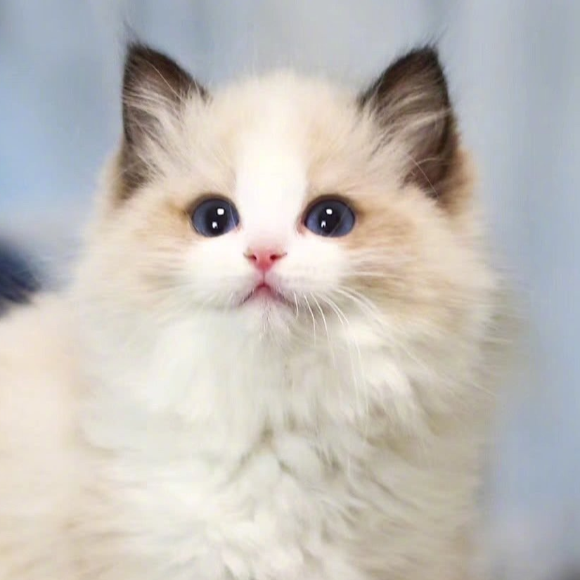 瓦罗兰小猫咪