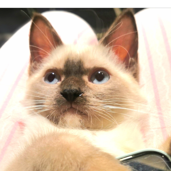 BELL