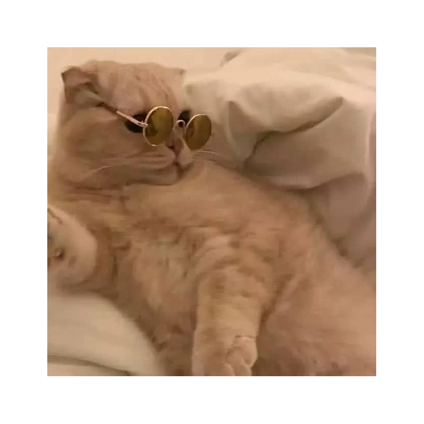 养猫人.
