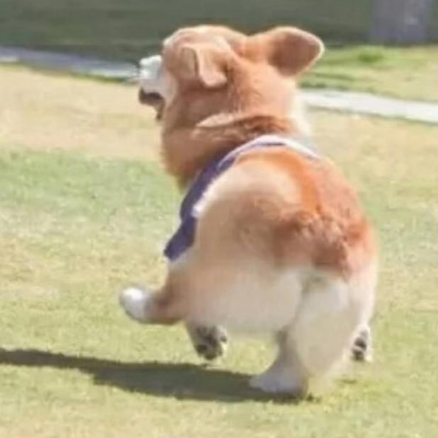 梦殇