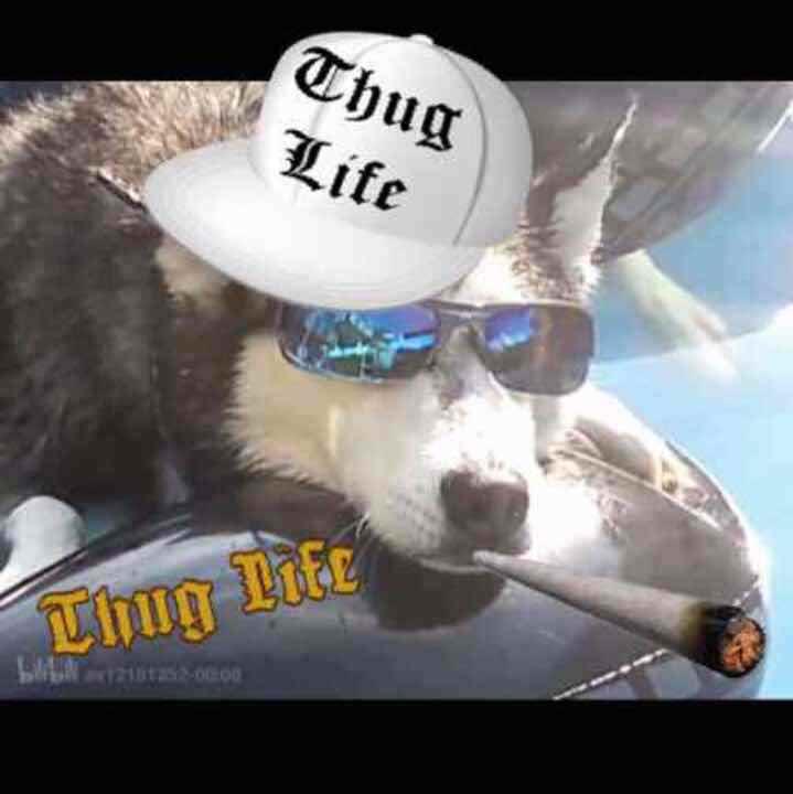 Siberian Husky