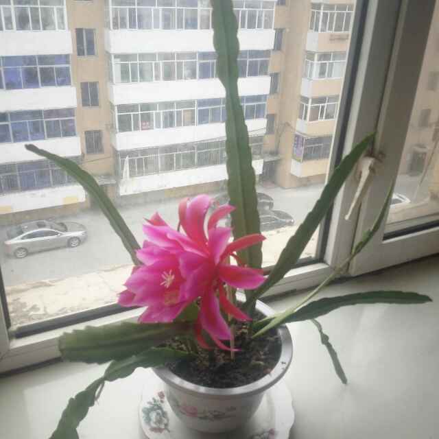 花开时节