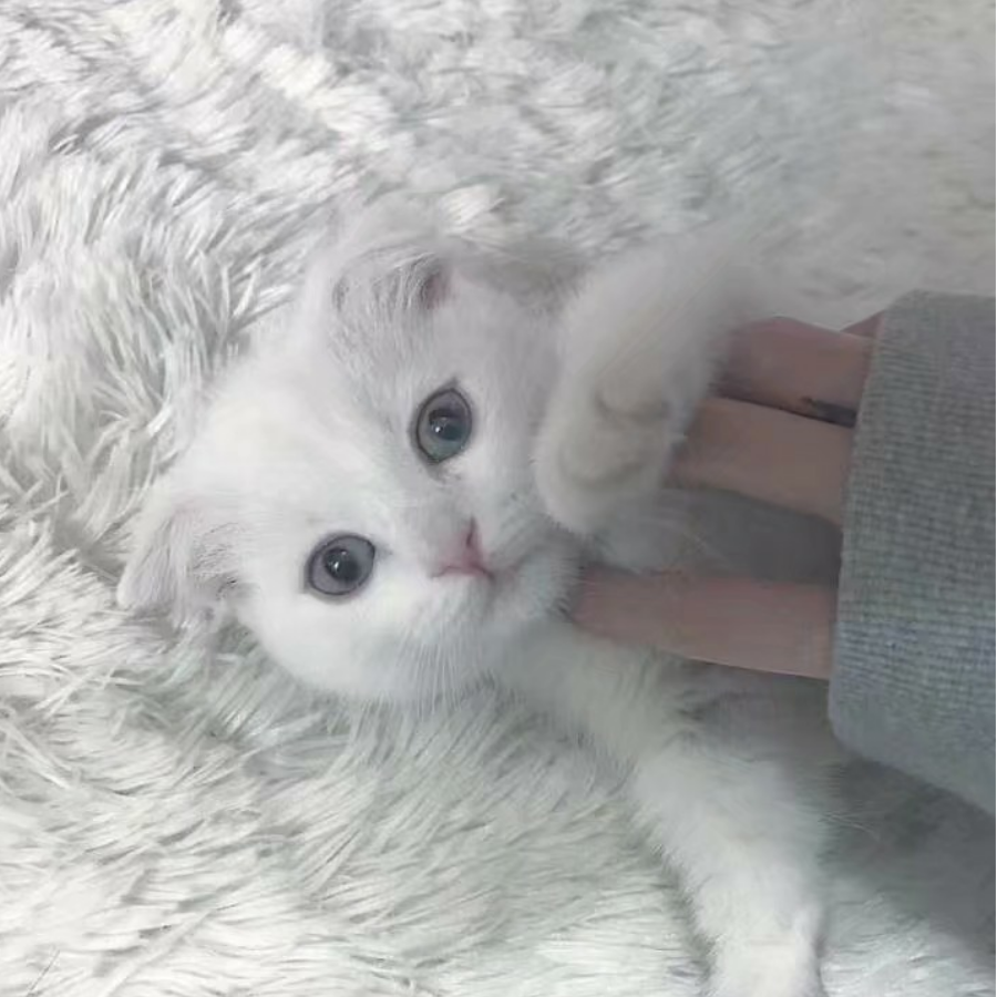 白桃
