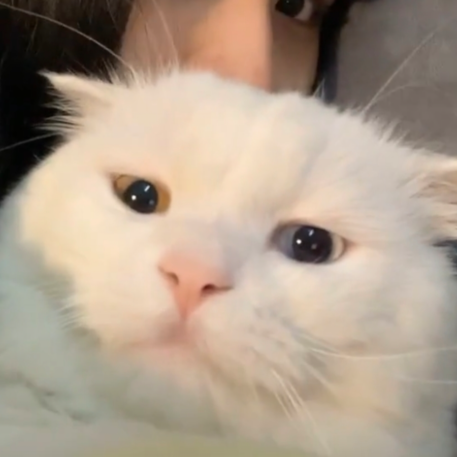 鱼丸不吃拉面