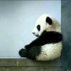 逆戟忆