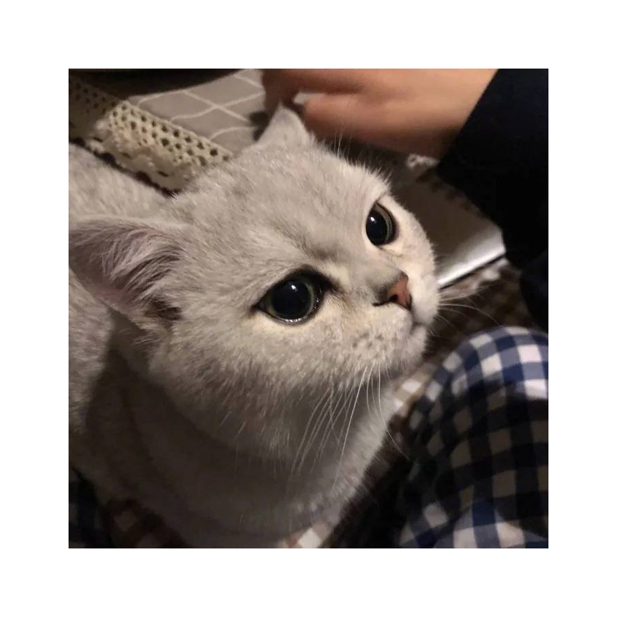 徐茂密