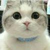 ♝Mr.T♝