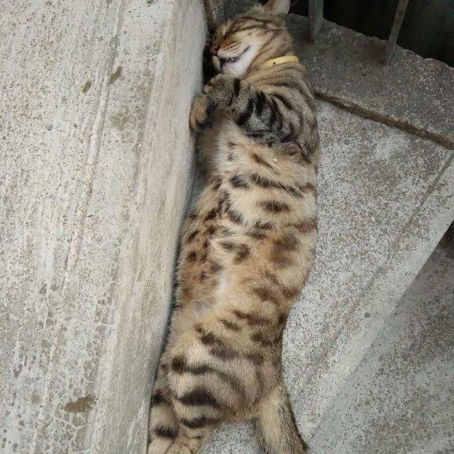 六第数倒界世