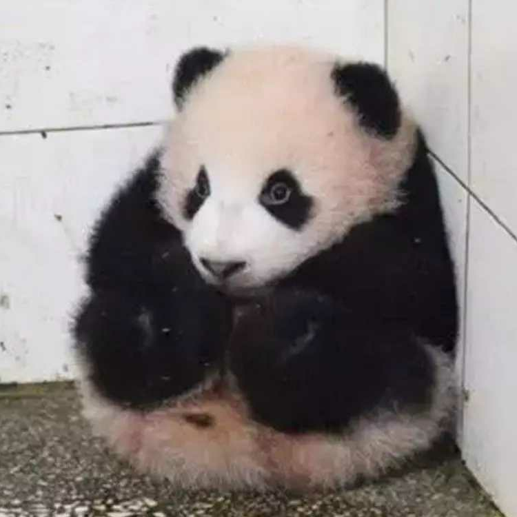 端谧