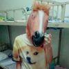 ＇一叶之秋＇✪