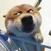 んdomiante ๑