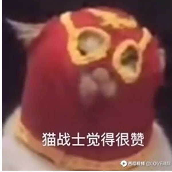 猫战士