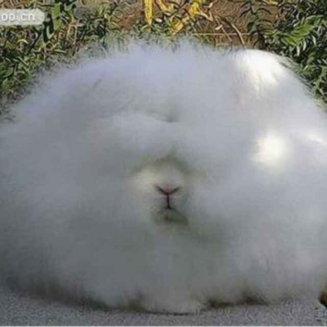 拷啦