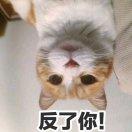 土豆