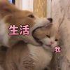 看，太阳怼黑洞了