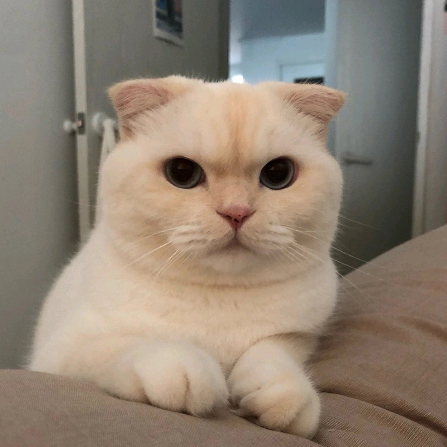 灼华