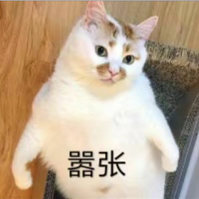 大猫