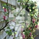 薰衣草