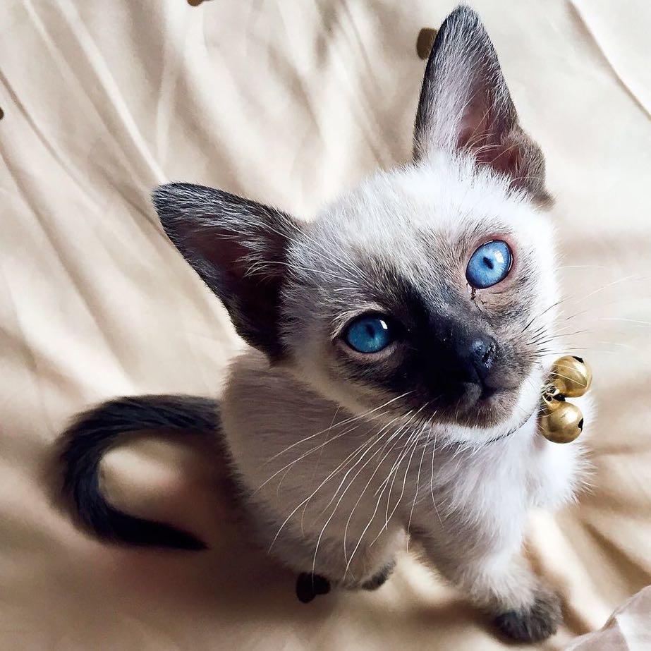 猫。