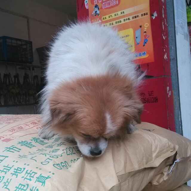 小李