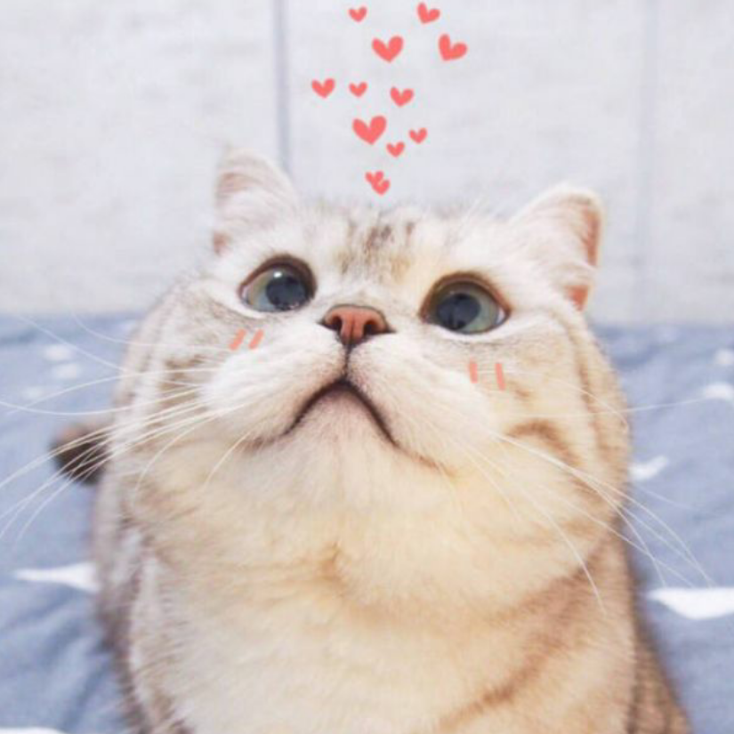 爱寒酥的猫儿