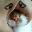 大猫 💯คิดถึง